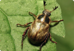 Beetles